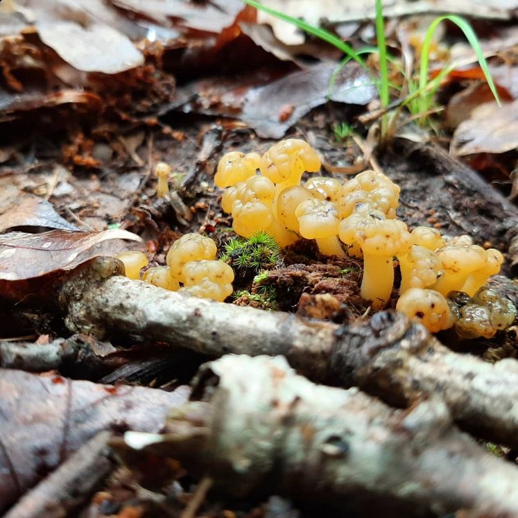 Gourmet mushrooms foraged in the wild