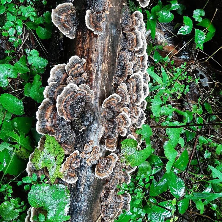 Mushroom foraging finds