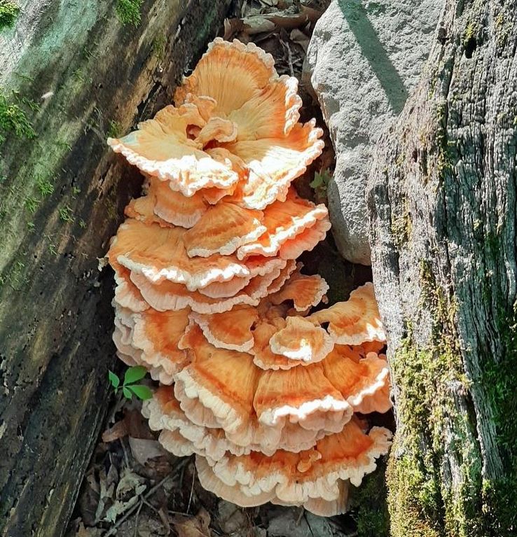 Wild mushrooms foraged in the Hudson Valley