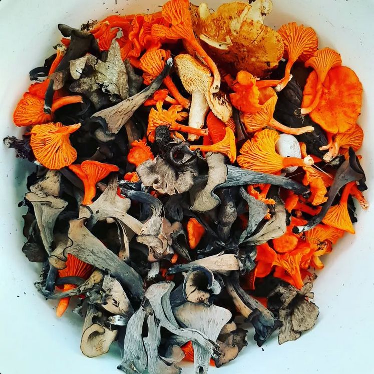 Foraged mushroom variety