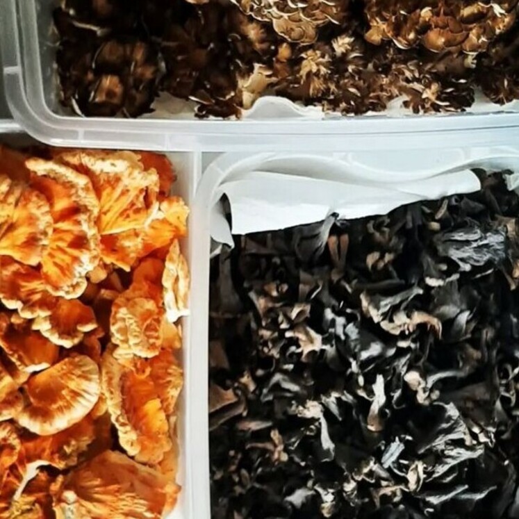 Fresh gourmet mushrooms from the forest