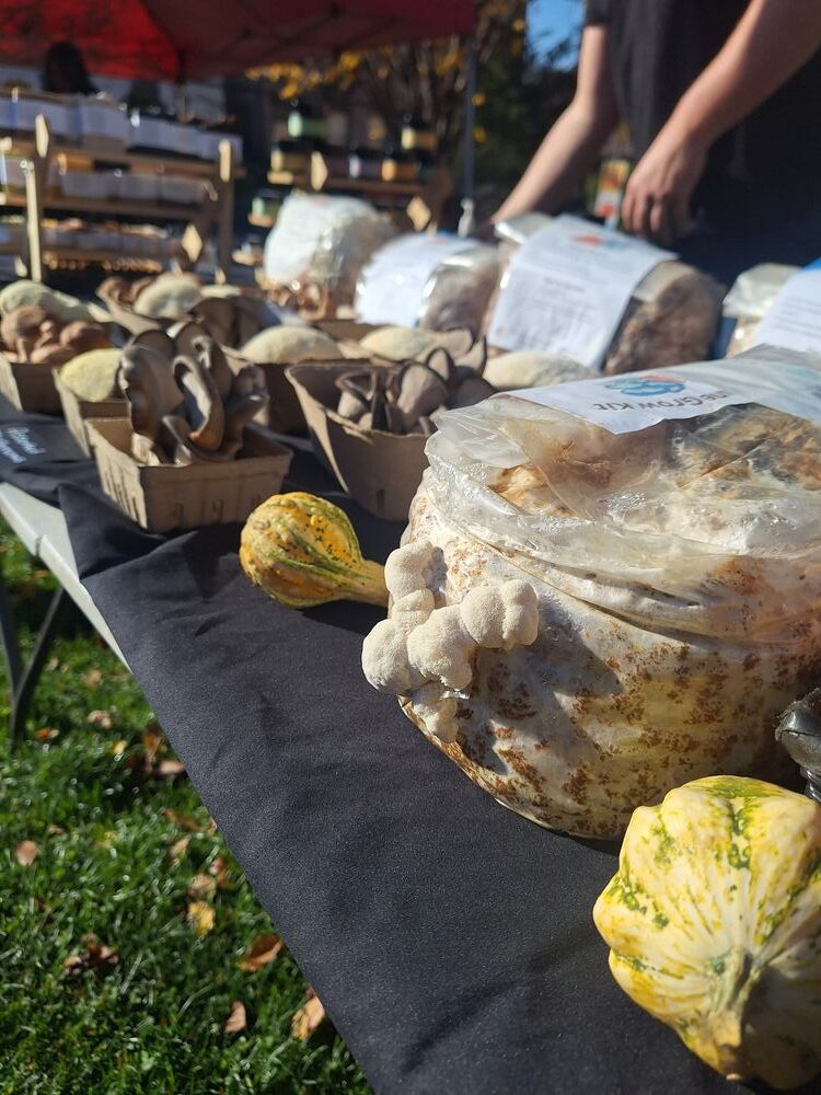 Lion's mane mushroom growing at the farm