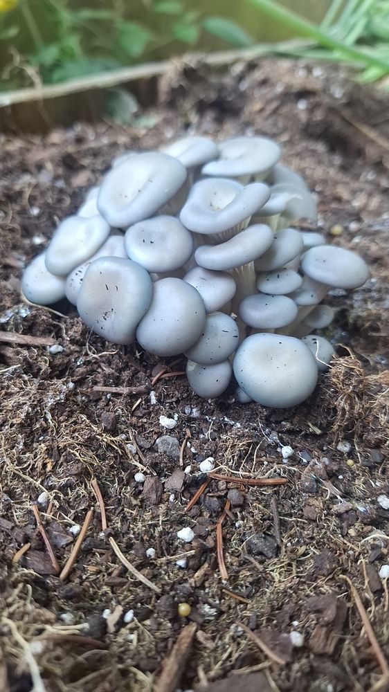 Blue oyster mushrooms in raised bed